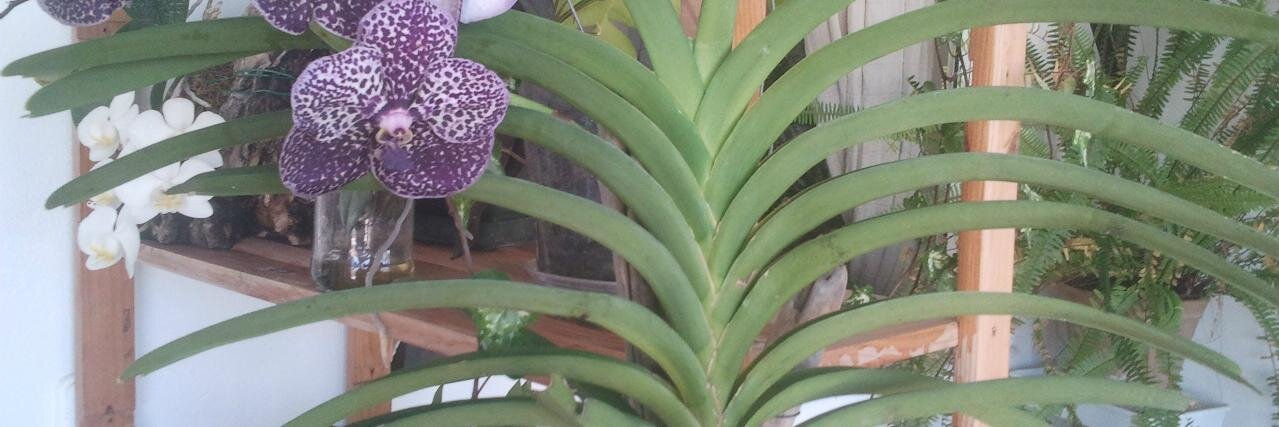Decorquideas's profile banner image