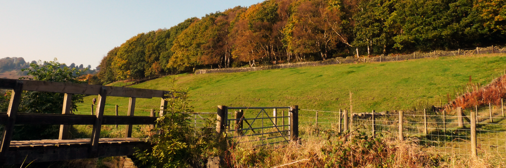 HelloHonley's profile banner image