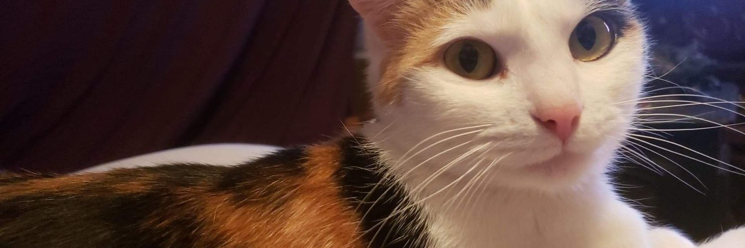 Mellysaur92's profile banner image