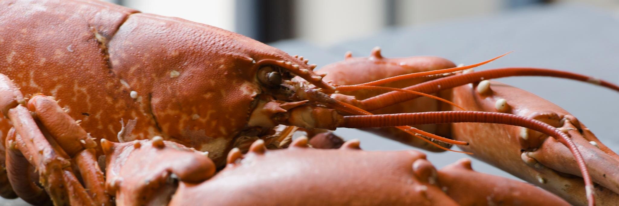 Fishers in the City banner