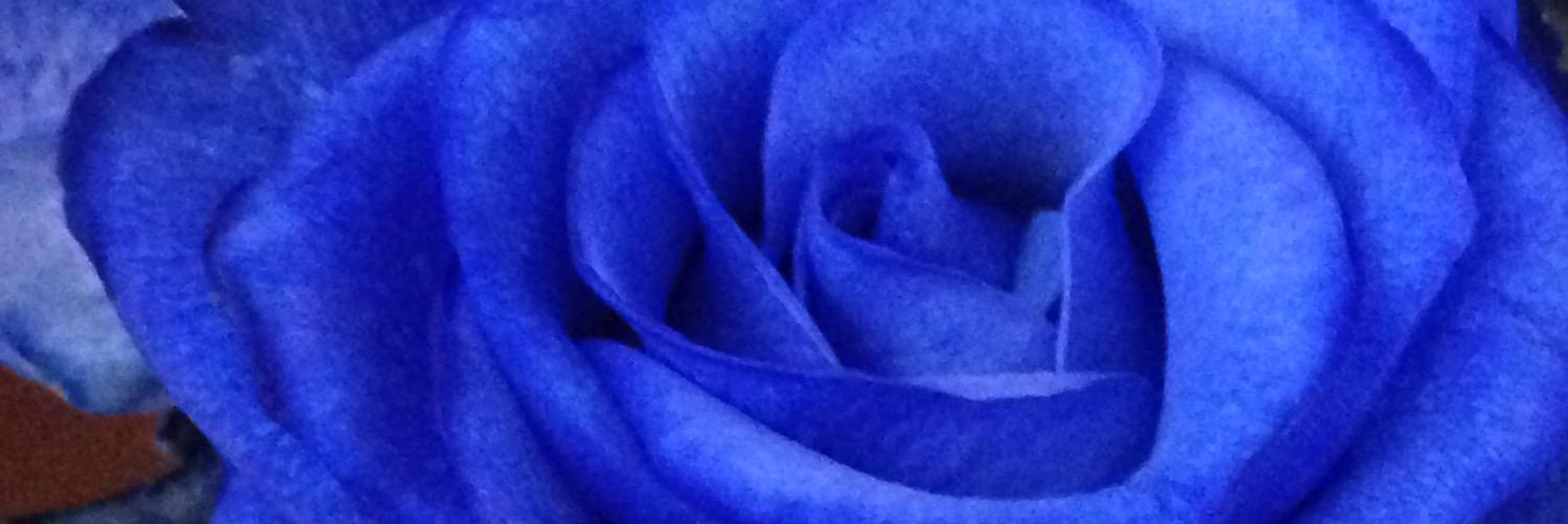 BridgitW's profile banner image