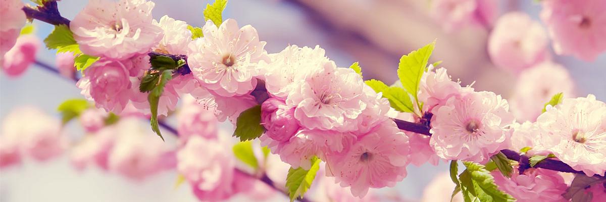 AshleyySpahn's profile banner image