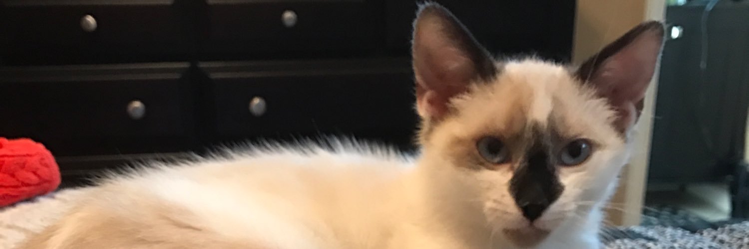 priebe_diane's profile banner image