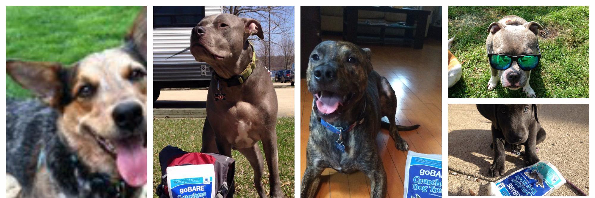 BareItAllPets's profile banner image