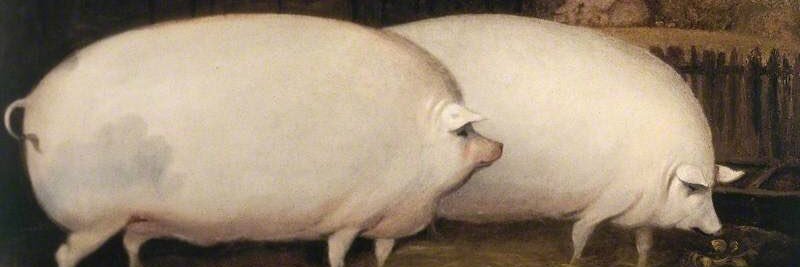 tomi banner