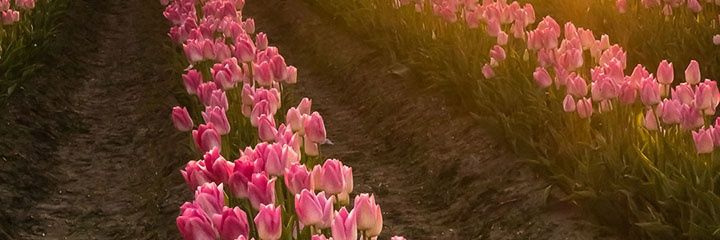 majed6862's profile banner image