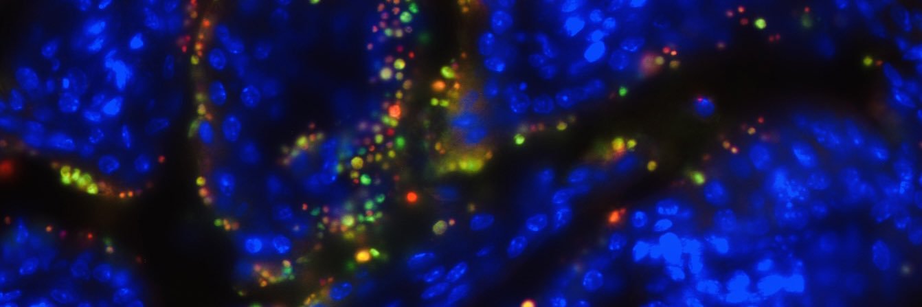 Shaw Sebastian banner