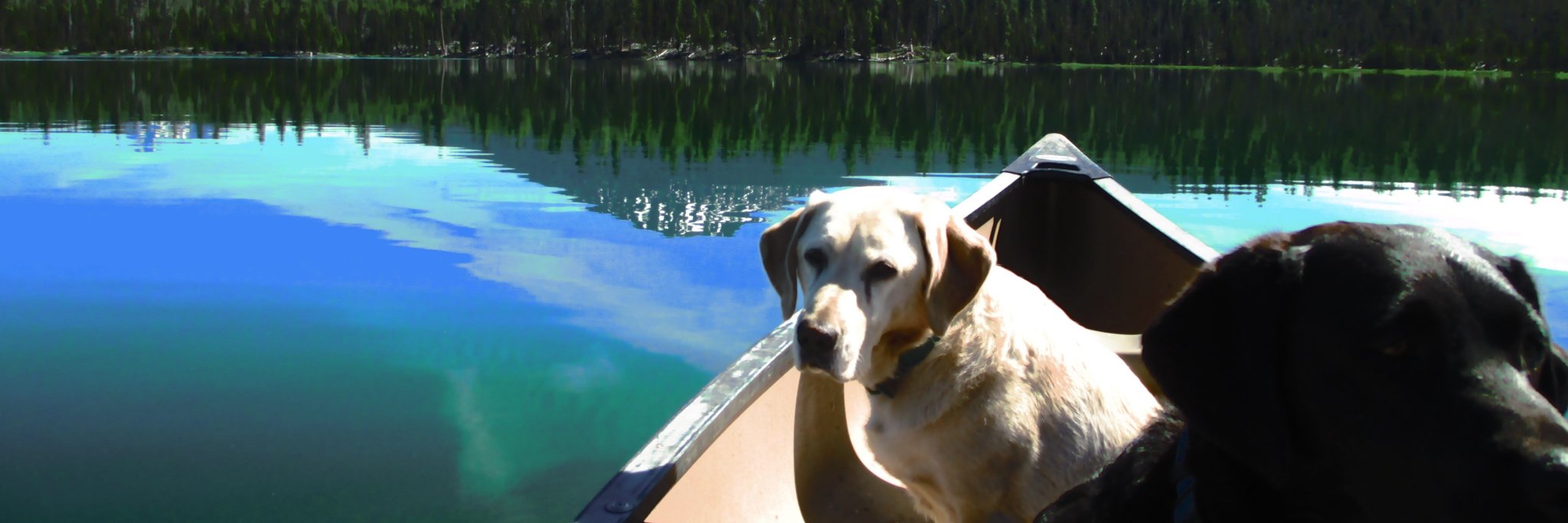 PackofPups's profile banner image