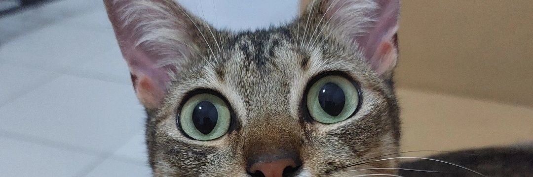 AllaneTributino's profile banner image