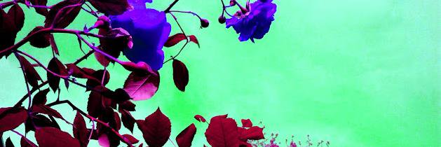 Cassandra J Sotos banner