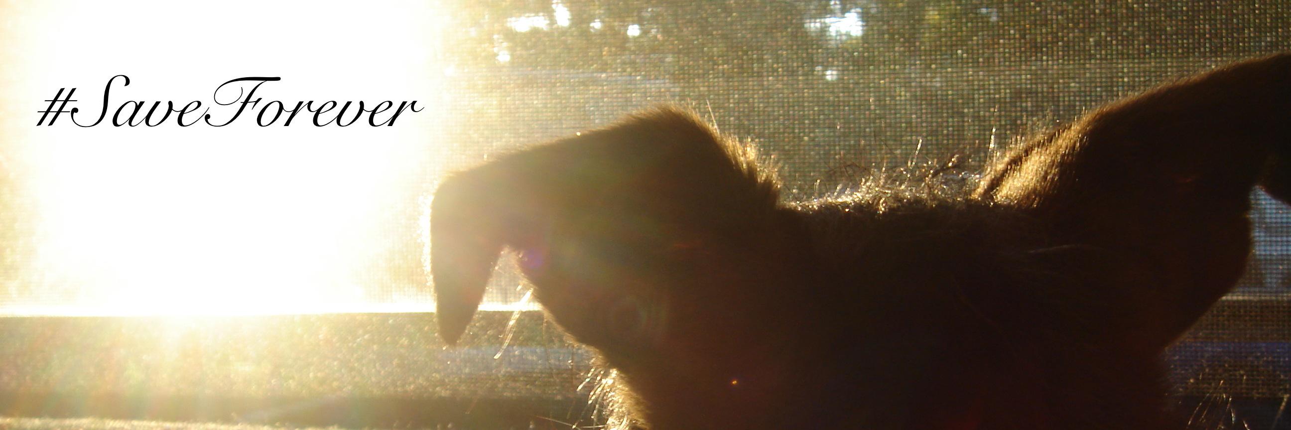 GigglePop! 💙💛🙏 banner