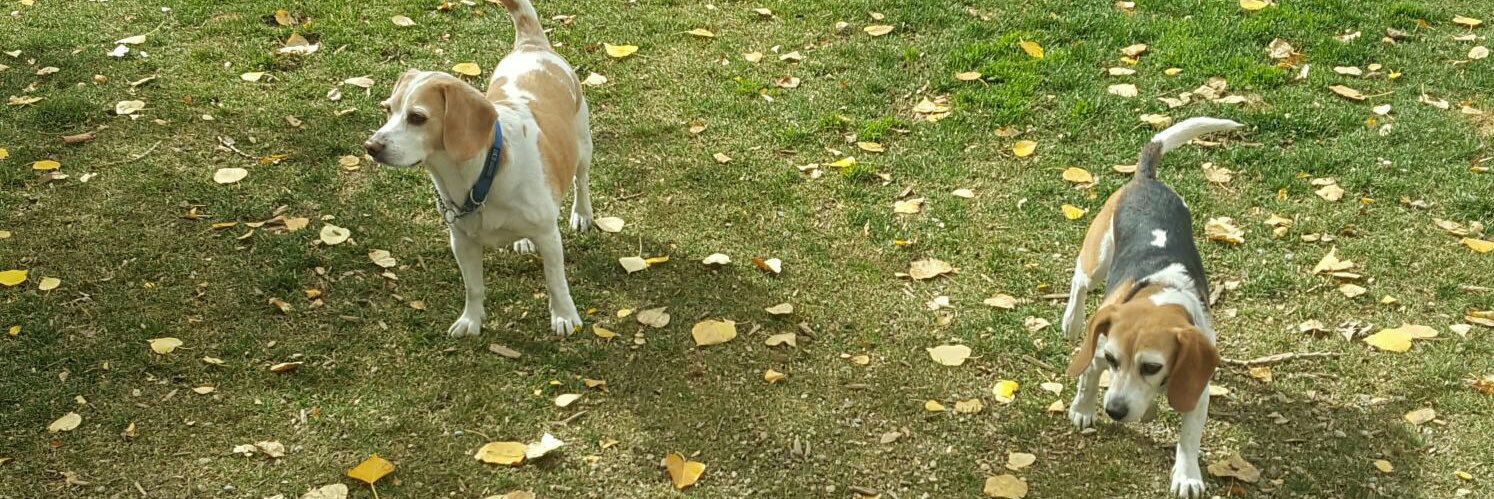 A’kaasotaks’in banner