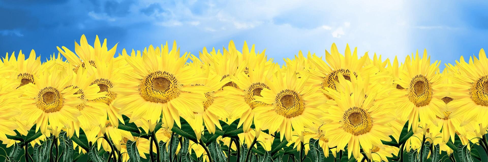 laramiles13's profile banner image