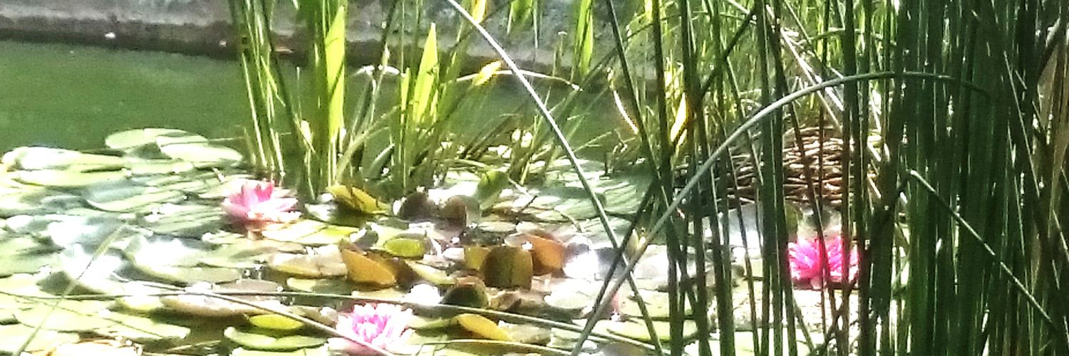 ReenaWiseYogi banner