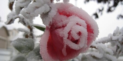 DelicateAlyssa's profile banner image
