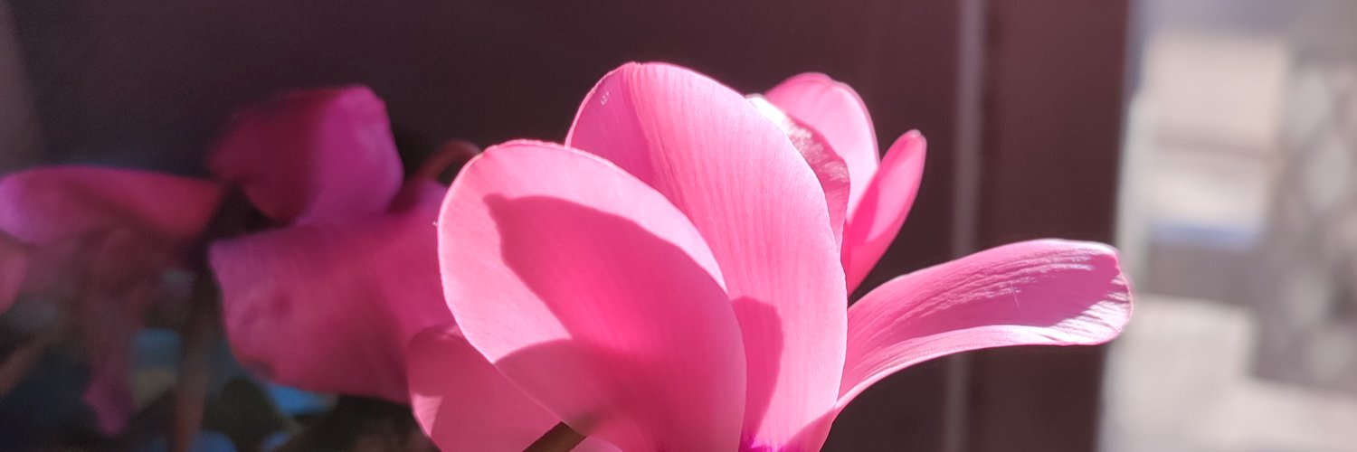 Flortroncoso's profile banner image