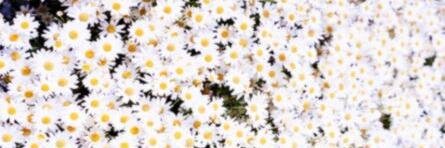 blackvampGE's profile banner image