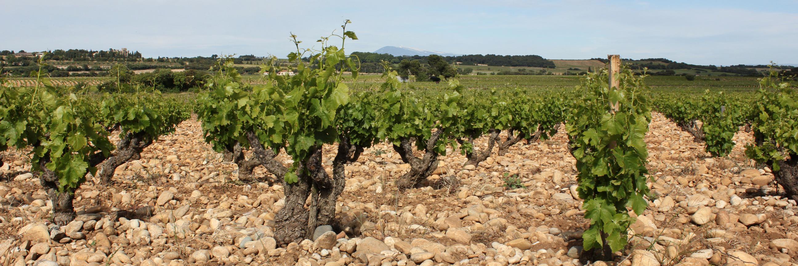 Cultivate Wine Mktg banner