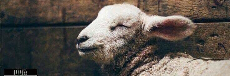 acornwallvegan 🍃💚🍃 banner