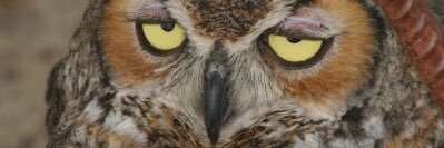 Disapointed_owl's profile banner image