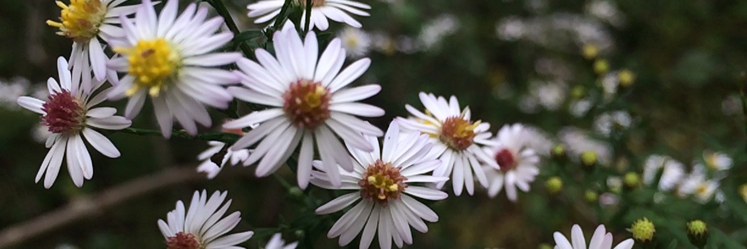 samkestner's profile banner image