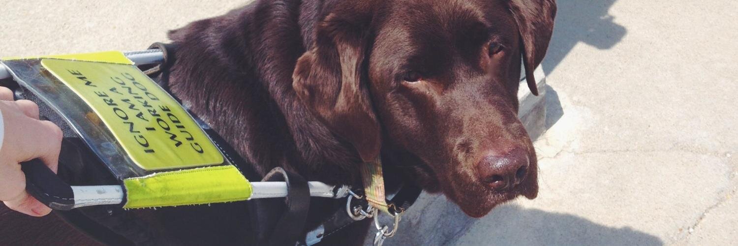 Guide Dog Jack banner