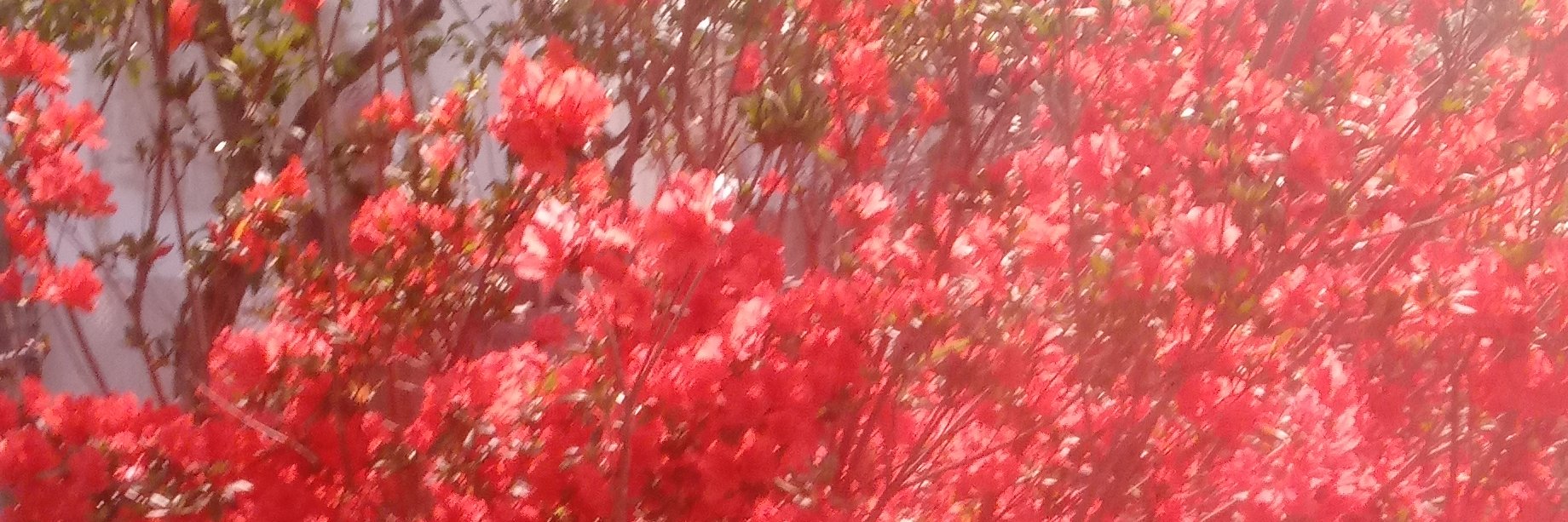 cheyennemom63's profile banner image