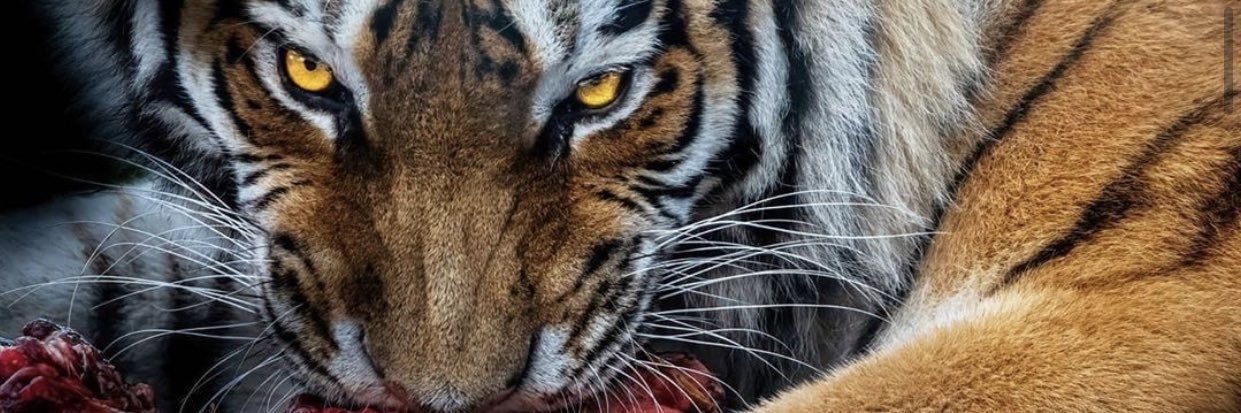 nickmaher22's profile banner image
