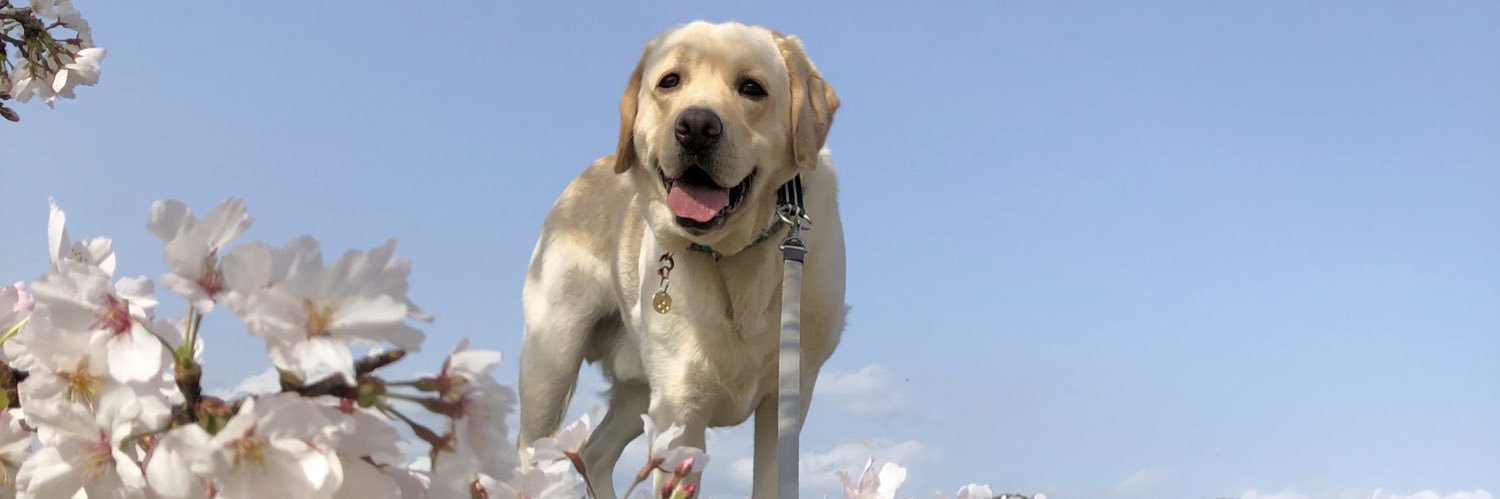 そら&バディ🐾 banner