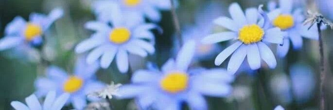 EliSergi's profile banner image