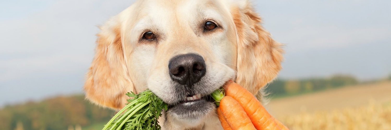 AllGoodDogFood's profile banner image