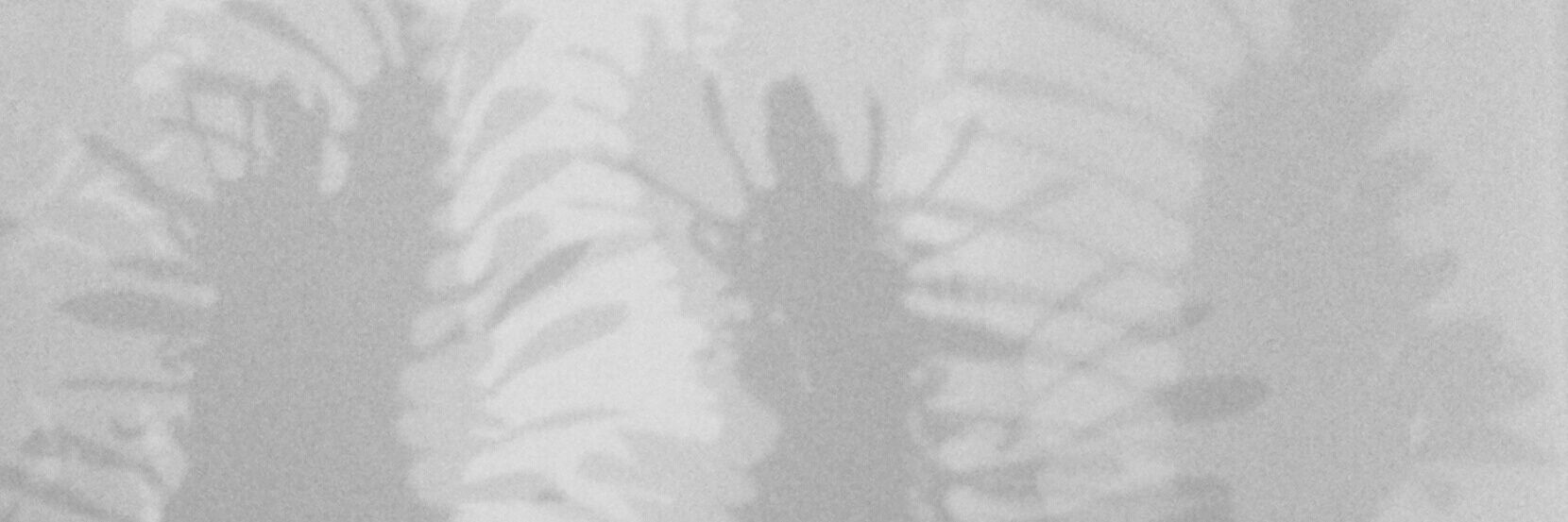 Rachel Standish banner