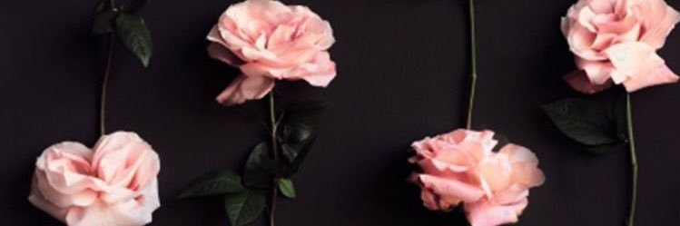 hollaitsjoida's profile banner image