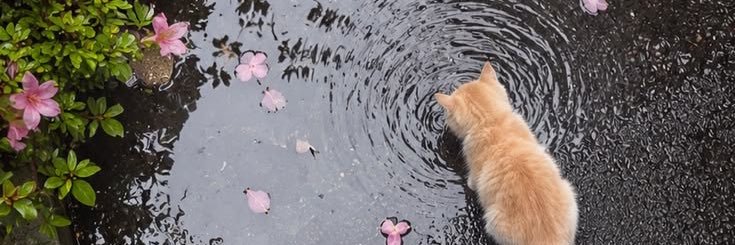 sheismendes's profile banner image