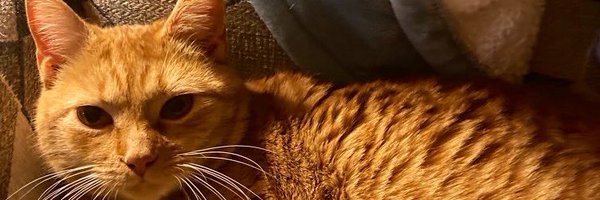 SocksMcFurry Profile Banner