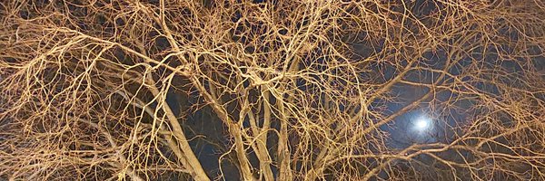 AlexRoginski Profile Banner