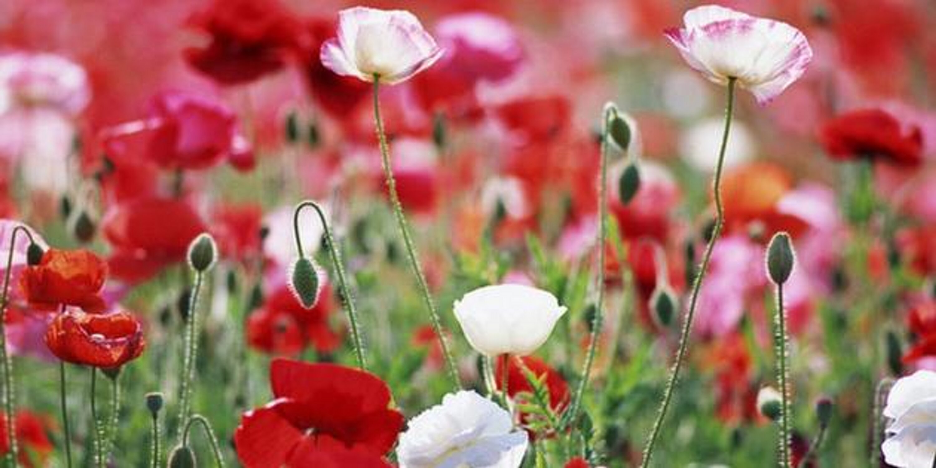 melgis91's profile banner image