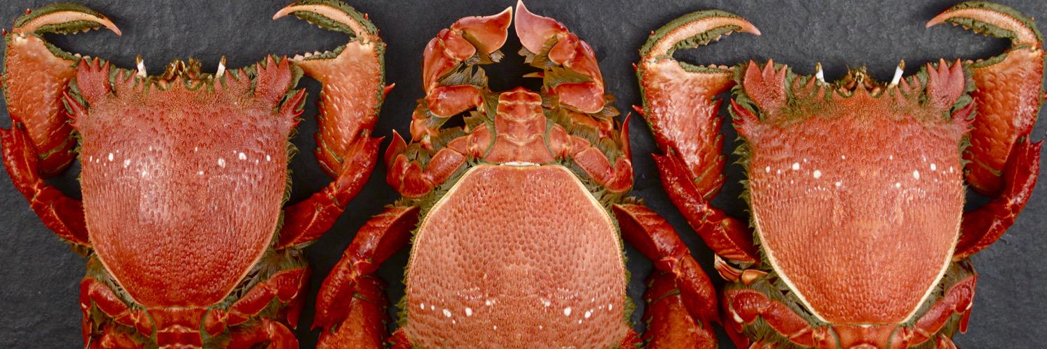 FISpannerCrab's profile banner image