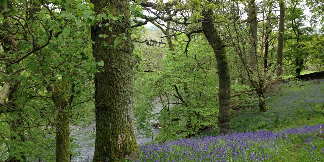 Sharon Gray NLE OBE banner