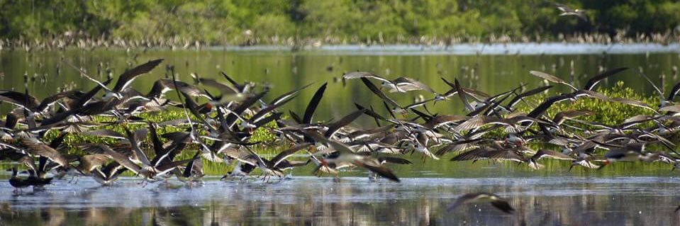 Aves de Venezuela banner