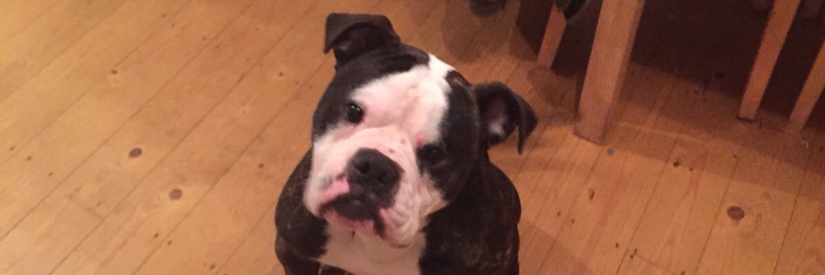 stephcoops's profile banner image