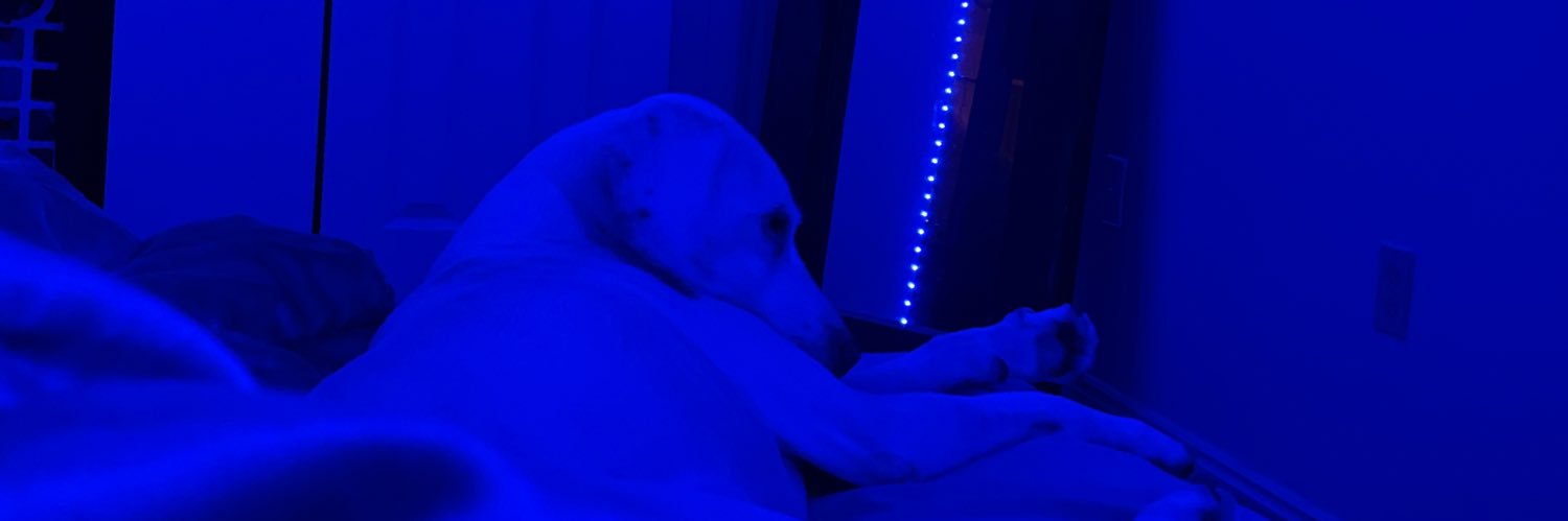 SavvySanch's profile banner image
