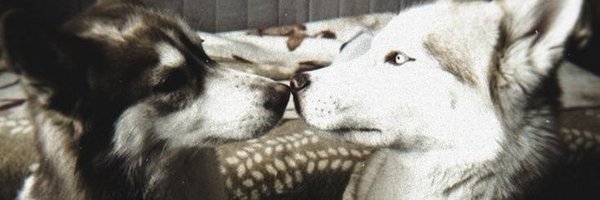 sidexffect Profile Banner