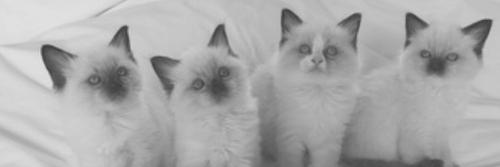 byrdftmcvey's profile banner image