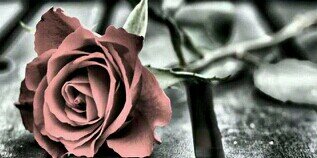 Judith_rivera11's profile banner image