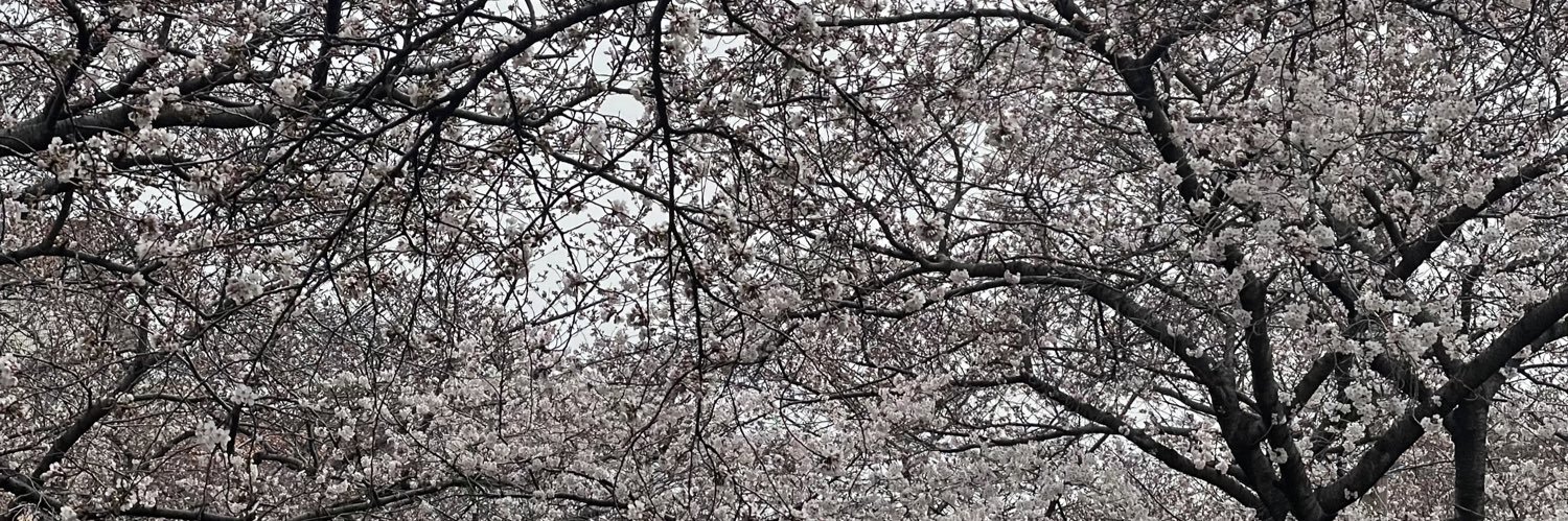 🐰🌸 banner