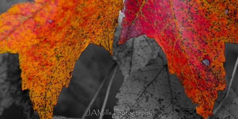 JAMillsPhoto's profile banner image
