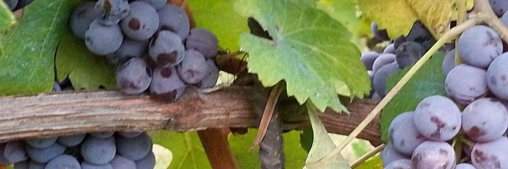 Karin Rummell O.D. banner