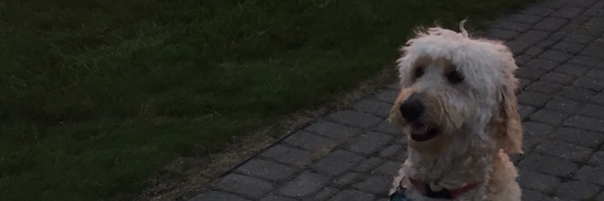 andrew_midge's profile banner image