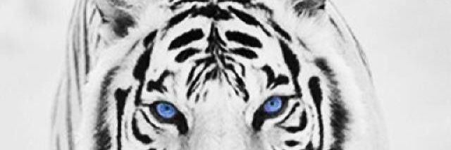 operazzi99's profile banner image